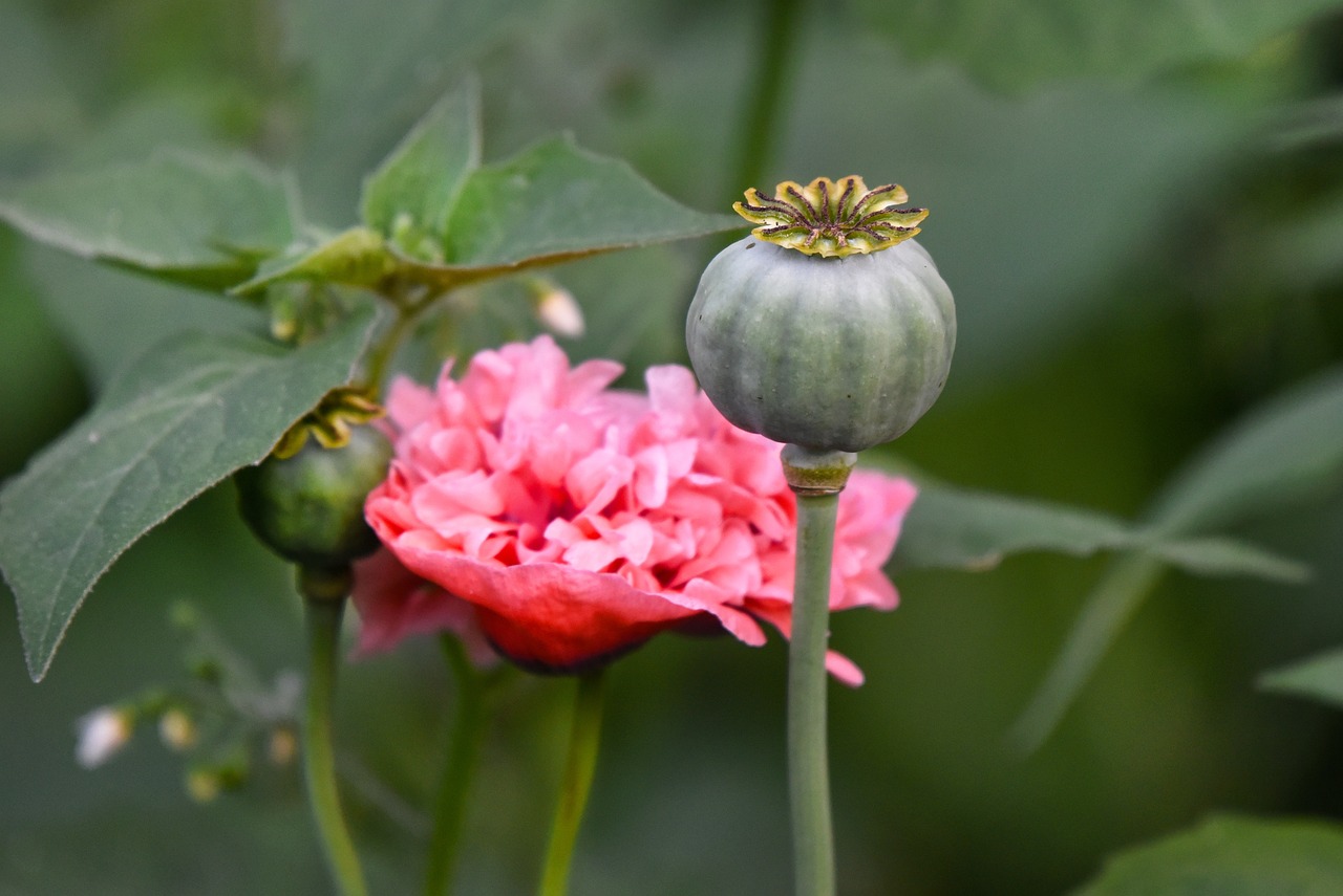 Help Foster a Love for Plants with these Crafts for Kids